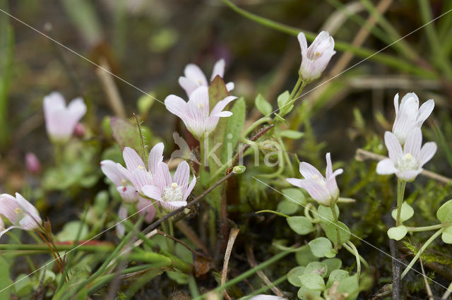 Bog Pimpernel (Anagallis tenella)