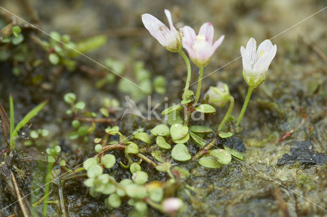 Teer guichelheil (Anagallis tenella)