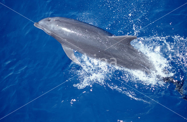 Tuimelaar (Tursiops truncatus)