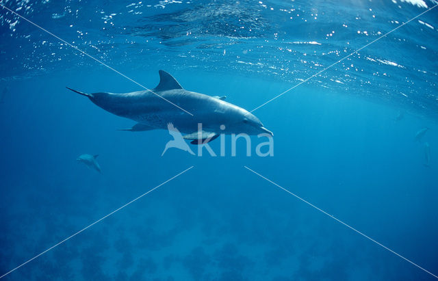 Tuimelaar (Tursiops truncatus)