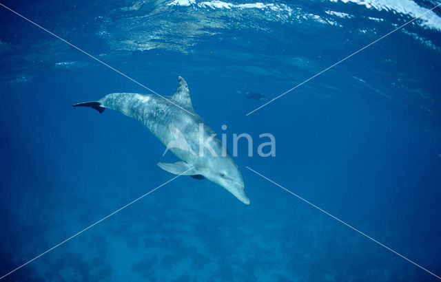 Tuimelaar (Tursiops truncatus)