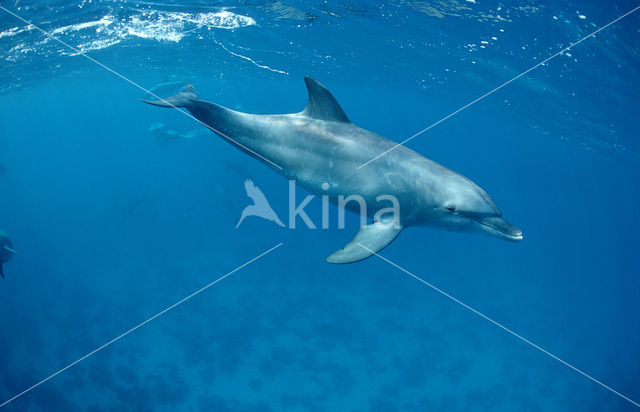 Tuimelaar (Tursiops truncatus)