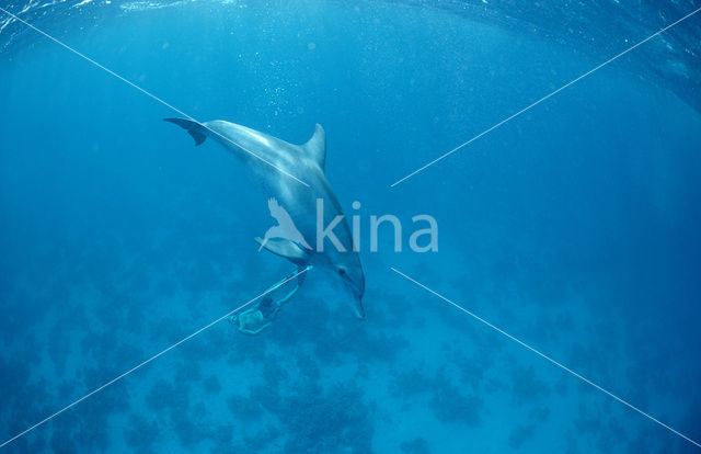 Tuimelaar (Tursiops truncatus)