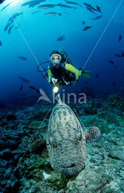 Potato grouper (Epinephelus tukula)