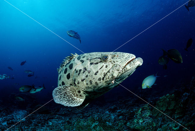 Potato grouper (Epinephelus tukula)