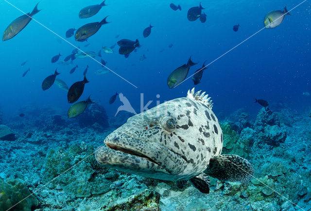 Potato grouper (Epinephelus tukula)