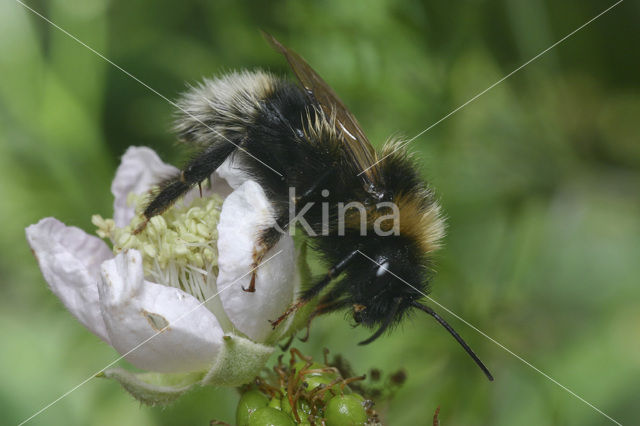 Tweekleurige koekoekshommel (Bombus bohemicus)