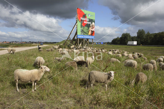 Veluws heideschaap (Ovis domesticus)