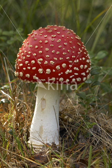 Vliegenzwam (Amanita muscaria)