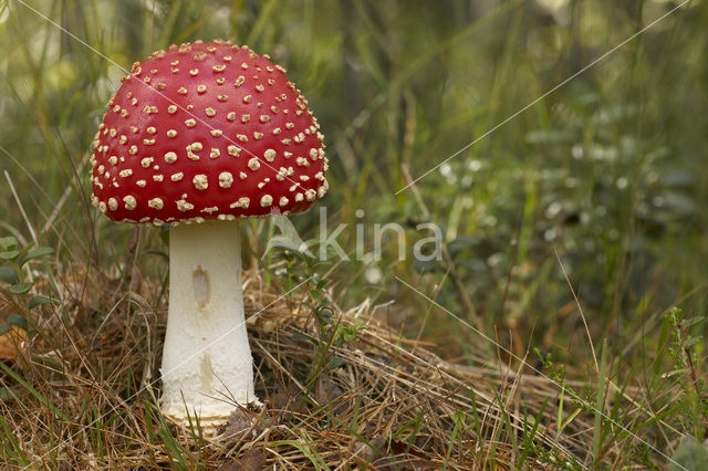 Vliegenzwam (Amanita muscaria)