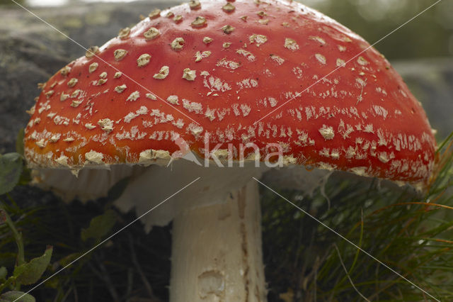 Vliegenzwam (Amanita muscaria)