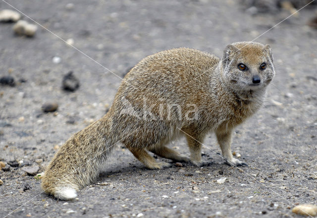 Vosmangoest (Cynictis penicillata)