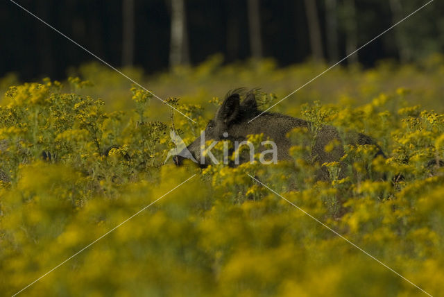 Wild zwijn