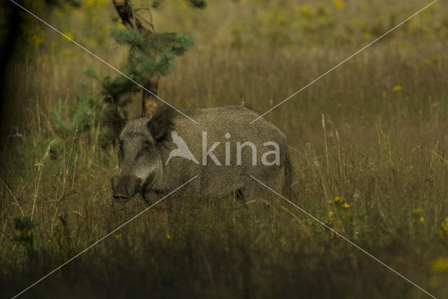 Wild Boar (Sus scrofa)