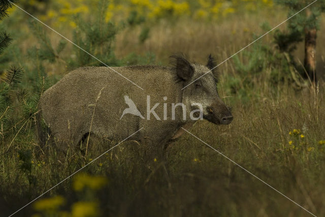 Wild zwijn