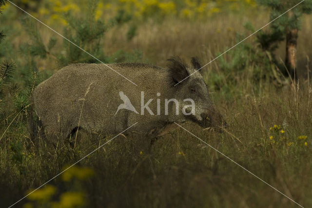 Wild zwijn