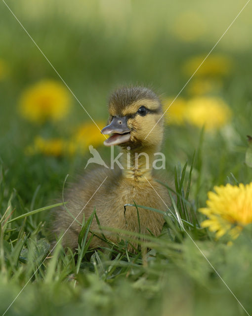 Wilde Eend (Anas platyrhynchos)