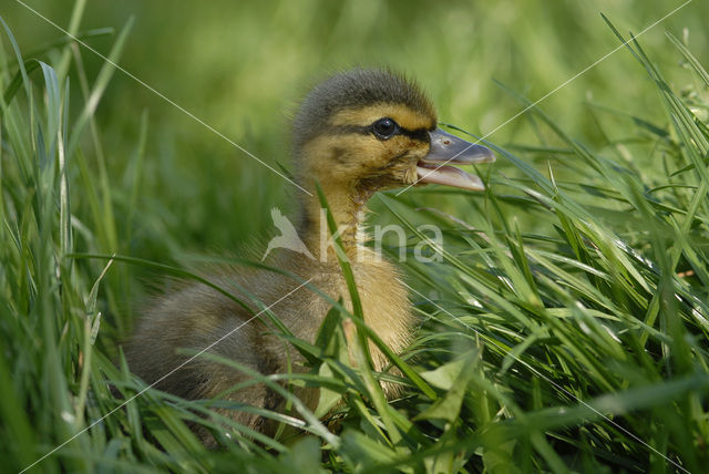 Wilde Eend (Anas platyrhynchos)