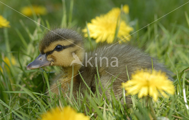 Wilde Eend (Anas platyrhynchos)