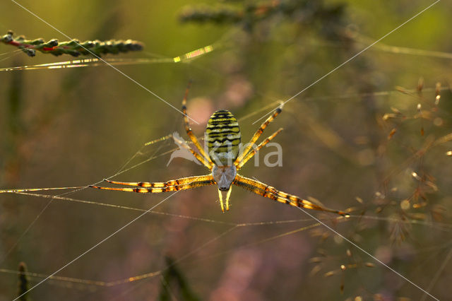 Zebraspin