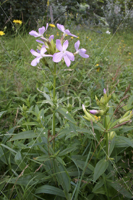 Soapwort (Saponaria officinalis)