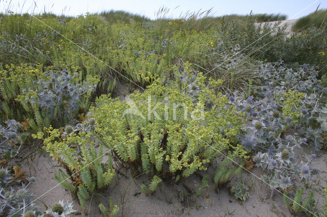 Zeewolfsmelk (Euphorbia paralias)