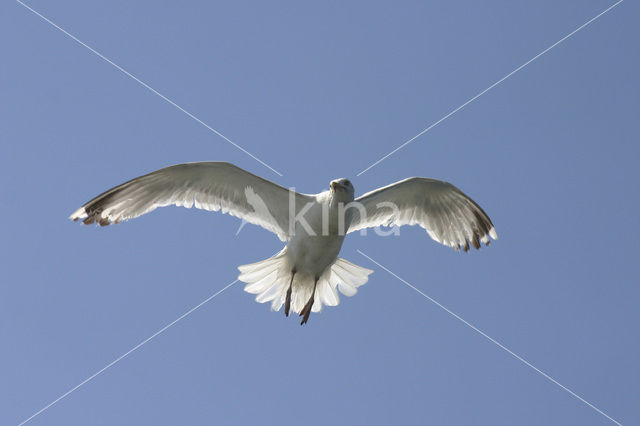 Zilvermeeuw (Larus argentatus)