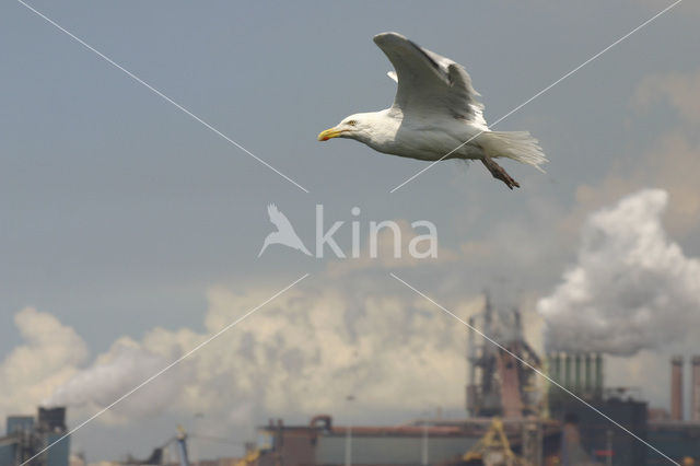 Zilvermeeuw (Larus argentatus)