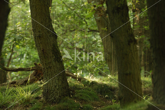 Zomereik (Quercus robur)