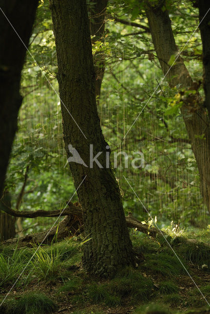 Zomereik (Quercus robur)