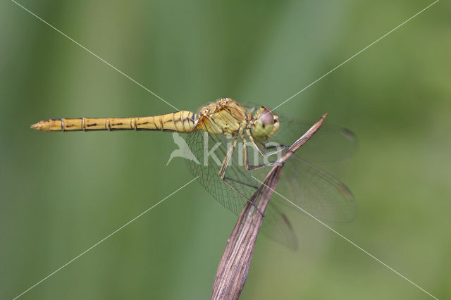 Zuidelijke heidelibel (Sympetrum meridionale)