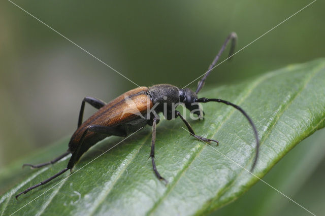 Zwartstreepsmalbok (Stenurella melanura)