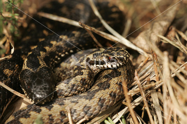 Common Viper (Vipera berus)