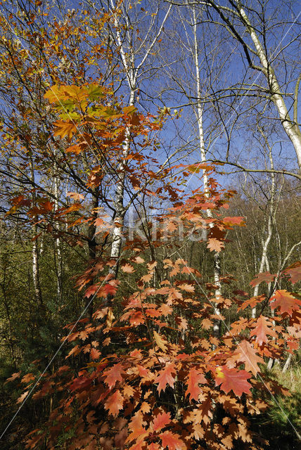 Amerikaanse eik (Quercus rubra)