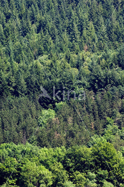 Ardennen