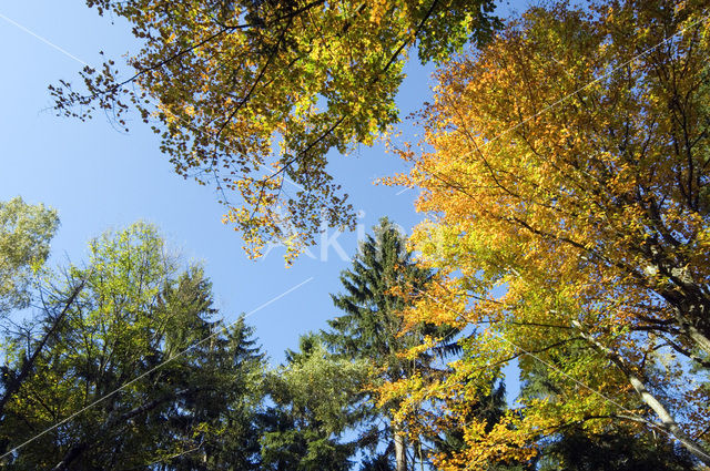 Ardennen