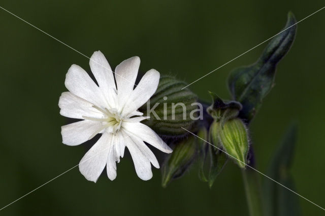 Avondkoekoeksbloem (Silene latifolia)