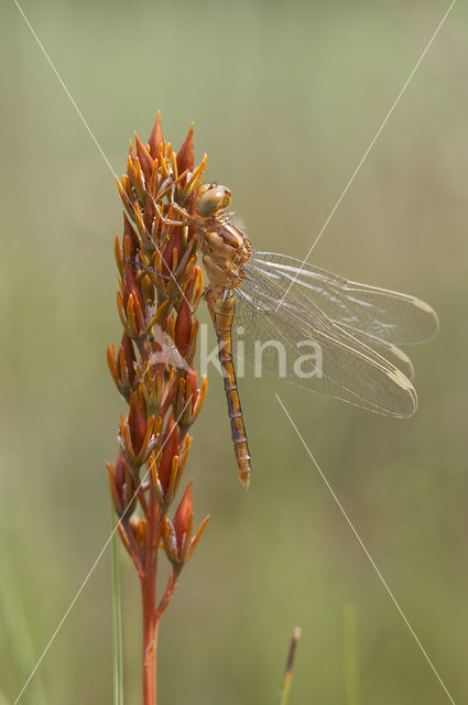 Beekoeverlibel (Orthetrum coerulescens)