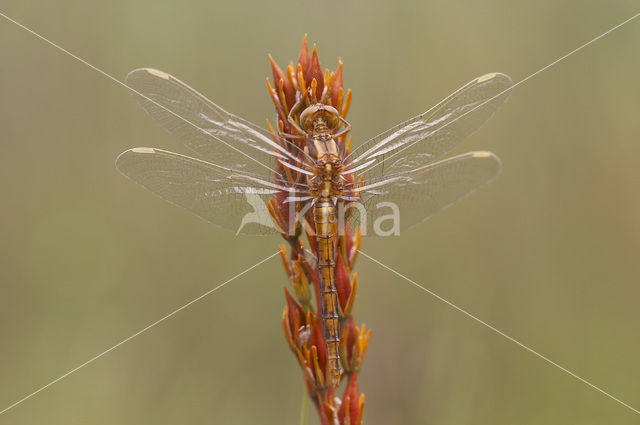 Beekoeverlibel (Orthetrum coerulescens)