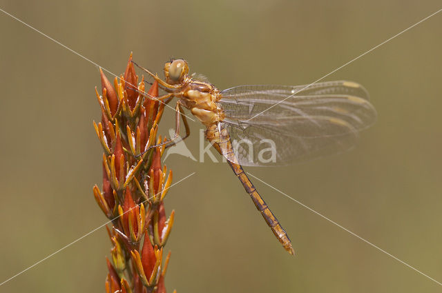 Beekoeverlibel (Orthetrum coerulescens)