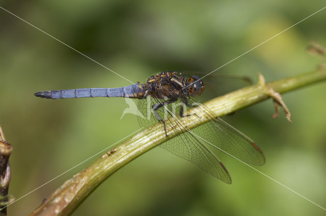 Beekoeverlibel (Orthetrum coerulescens)