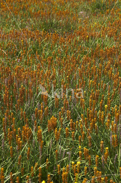 Beenbreek (Narthecium ossifragum)