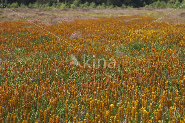 Beenbreek (Narthecium ossifragum)