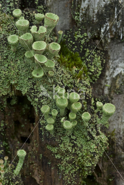 Bekermos (Cladonia)