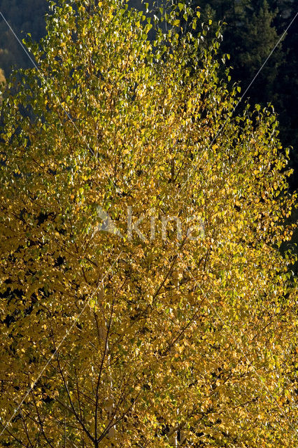 Birch (Betula)