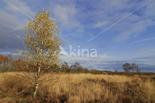 Berk (Betula)