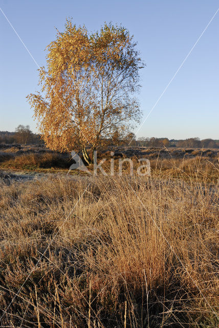 Berk (Betula)