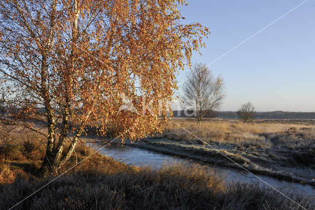 Berk (Betula)