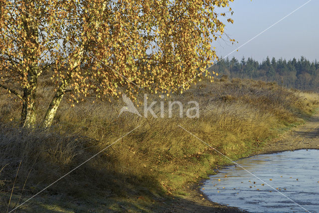 Berk (Betula)