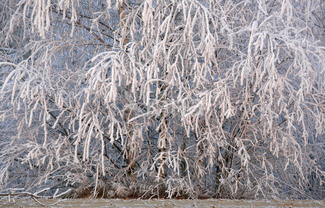 Berk (Betula)